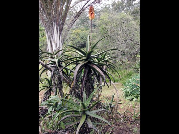 Aloe cameronii
Cameron's Ruwari Aloe (Eng)
Trefwoorden: Plant;Asphodelaceae;Bloem;oranje