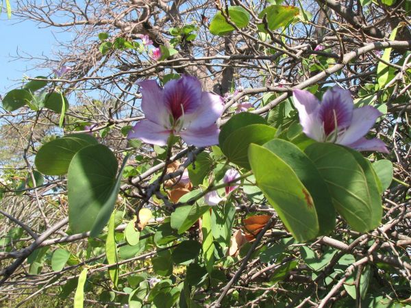 Bauhinia variegata variegata
Pink Bauhinia (Eng)
Trefwoorden: Plant;Boom;Fabaceae;Bloem;purper