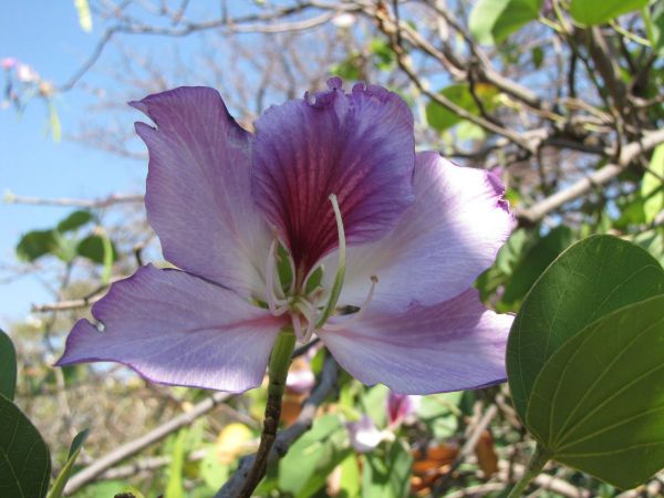 Bauhinia variegata variegata
Pink Bauhinia (Eng)
Trefwoorden: Plant;Boom;Fabaceae;Bloem;purper