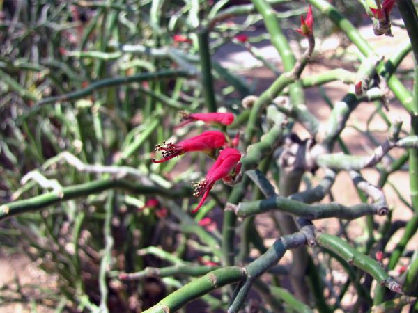 Euphorbia tithymaloides smallii
Bird Cactus (Eng)
Trefwoorden: Plant;Euphorbiaceae;Bloem;rood