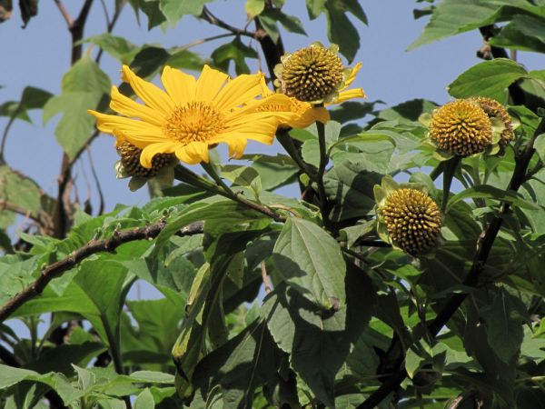 Tithonia diversifolia
Mexican Sunflower (Eng)
Trefwoorden: Plant;Asteraceae;Bloem;geel