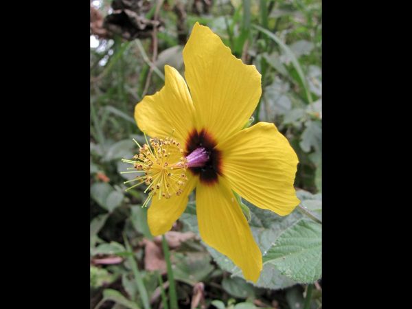 Abutilon hirtum
Indian Mallow, Hairy Indian Mallow (Eng) 
Trefwoorden: Plant;Malvaceae;Bloem;geel