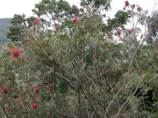 Grevillea banksii
Banks' Grevillea, Red Silky Oak (Eng)
Trefwoorden: Plant;Proteaceae;Bloem;rood