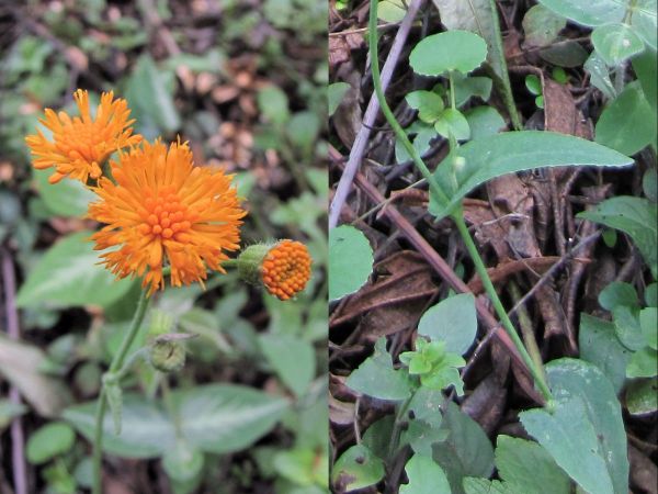 Emilia coccinea
Tassel Flower (Eng)
Trefwoorden: Plant;Asteraceae;Bloem;oranje