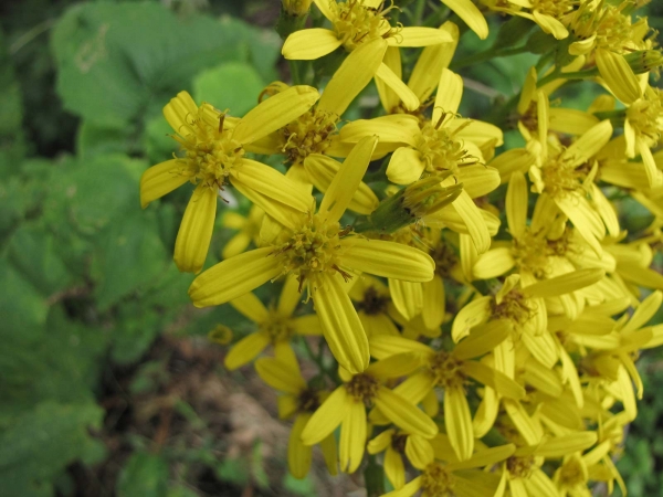 Senecio maranguensis
Trefwoorden: Plant;Asteraceae;Bloem;geel