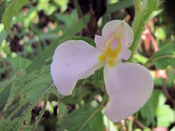 Impatiens burtonii
Trefwoorden: Plant;Balsaminaceae;Bloem;roze