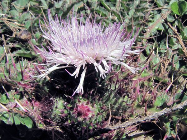 Carduus chamaecephalus
Rosette Thistle (Eng)
Trefwoorden: Plant;Asteraceae;Bloem;paars;roze