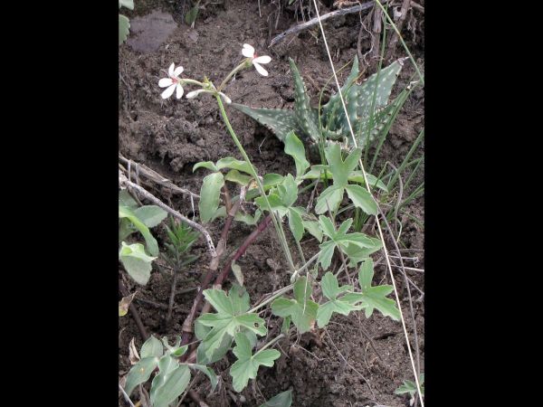 Pelargonium quinquelobatum
Trefwoorden: Plant;Geraniaceae;Bloem;wit