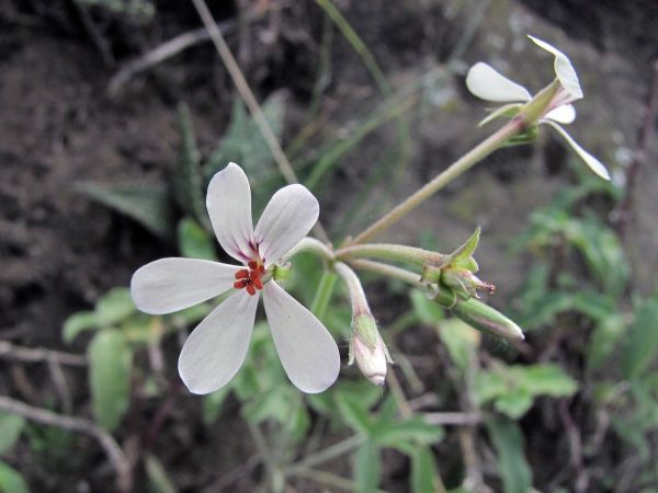 Pelargonium quinquelobatum
Trefwoorden: Plant;Geraniaceae;Bloem;wit