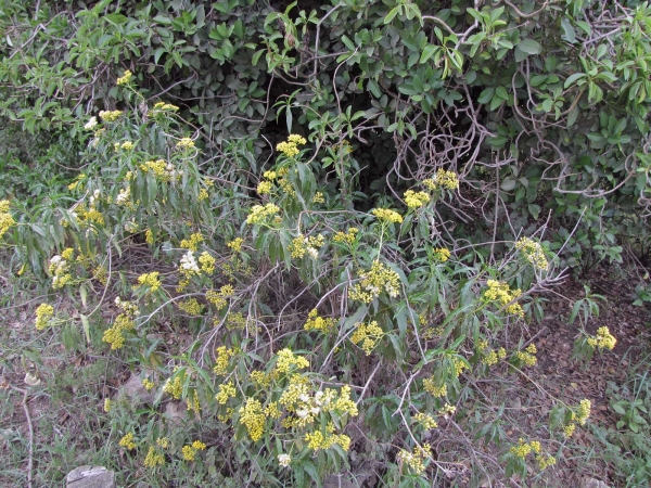 Psiadia punctulata
Sticky Psiadia (Eng) Blink stefaans (Afr)
Trefwoorden: Plant;struik;Asteraceae;Bloem;geel