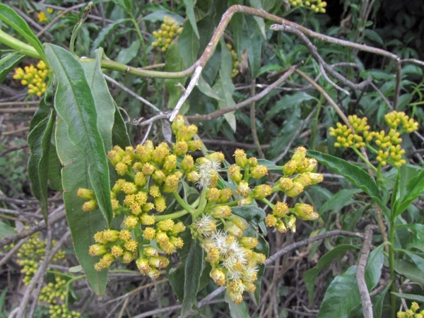 Psiadia punctulata
Sticky Psiadia (Eng) Blink stefaans (Afr)
Trefwoorden: Plant;struik;Asteraceae;Bloem;geel