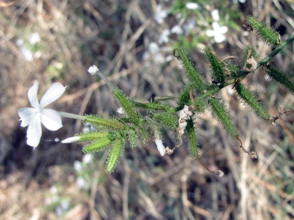 Plumbago zeylanica
Wild white plumbago, Ceylon Leadwort (Eng)
Trefwoorden: Plant;Plumbaginaceae;Bloem;wit