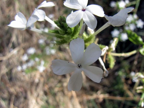 Plumbago zeylanica
Wild white plumbago, Ceylon Leadwort (Eng)
Trefwoorden: Plant;Plumbaginaceae;Bloem;wit
