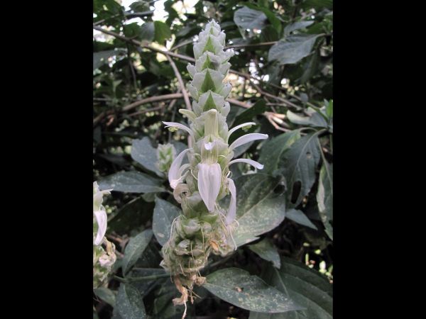 Justicia schimperiana
Trefwoorden: Plant;Acanthaceae;Bloem;groen;wit