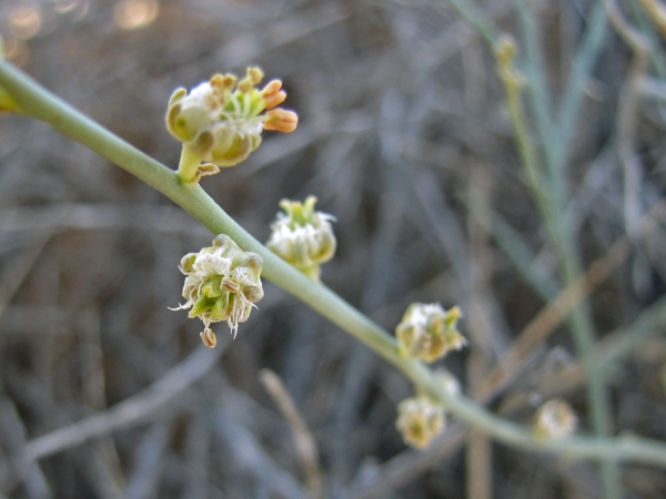 Randonia africana
Trefwoorden: Plant;struik;Resedaceae;Bloem;onopvallend
