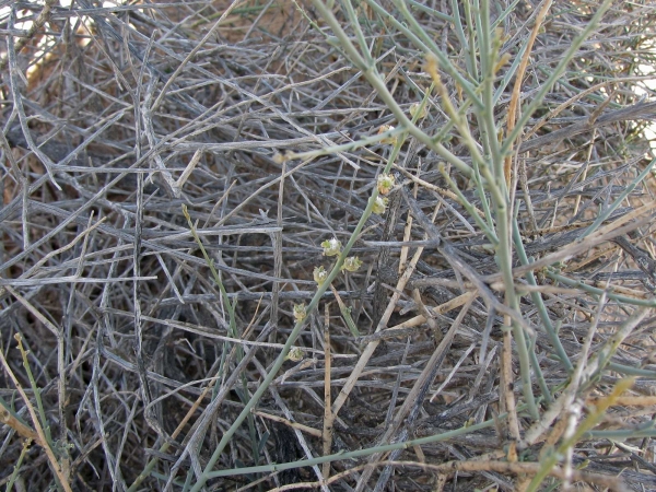 Randonia africana
Trefwoorden: Plant;struik;Resedaceae;Bloem;onopvallend