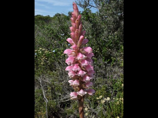 Satyrium carneum
Carnal Satyre (Eng) Rooikappie (Afr)
Trefwoorden: Plant;Orchidaceae;Bloem;roze