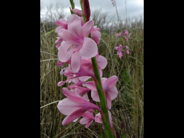 Watsonia borbonica
Cape Bugle-Liliy (Eng) Suurkanol, Kanolpypie (Afr) 
Trefwoorden: Plant;Iridaceae;Bloem;roze
