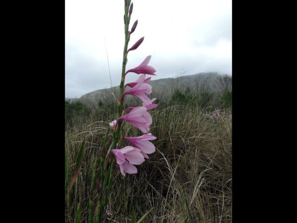 Watsonia borbonica
Cape Bugle-Liliy (Eng) Suurkanol, Kanolpypie (Afr) 
Trefwoorden: Plant;Iridaceae;Bloem;roze