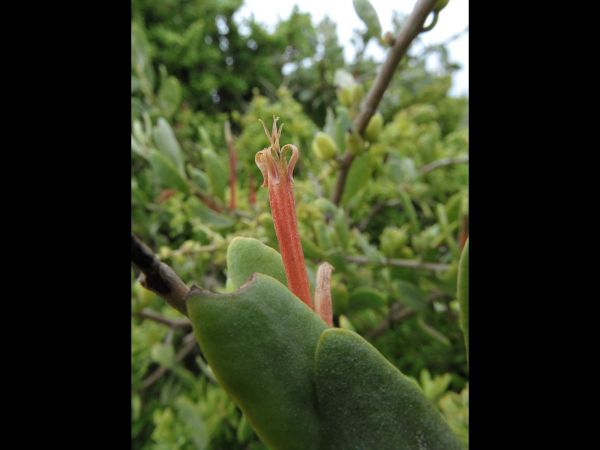 Septulina glauca
Mistletoe (Eng) Kersies (Afr)
Trefwoorden: Plant;Loranthaceae;Bloem;rood