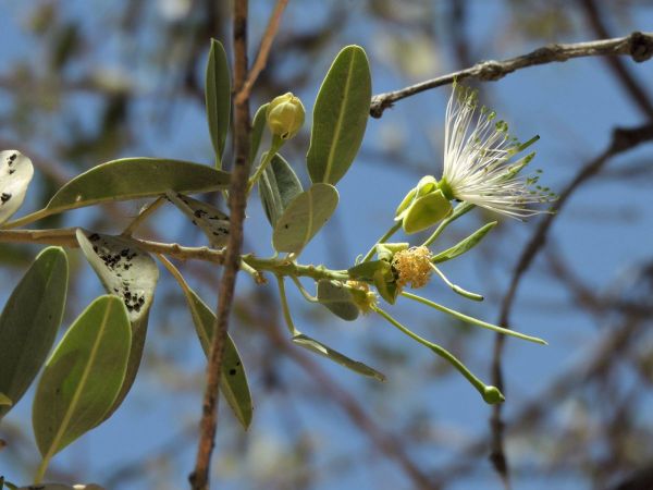 Maerua schinzii
Kringboom (Afr) Ringwood Tree (Eng)
Trefwoorden: Capparaceae;Bloem;wit