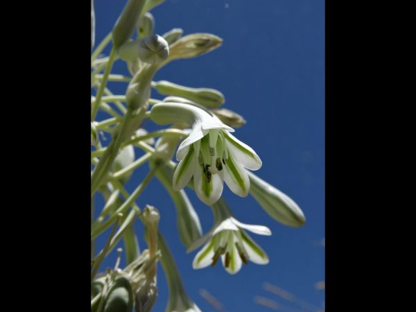Pseudogaltonia clavata
Desert Hyacinth, Cape Hyacinth (Eng) Slangkop (Afr)
Trefwoorden: Plant;Asparagaceae;Bloem;groen;wit