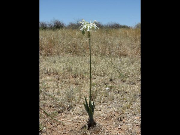 Pseudogaltonia clavata
Desert Hyacinth, Cape Hyacinth (Eng) Slangkop (Afr)
Trefwoorden: Plant;Asparagaceae;Bloem;groen;wit