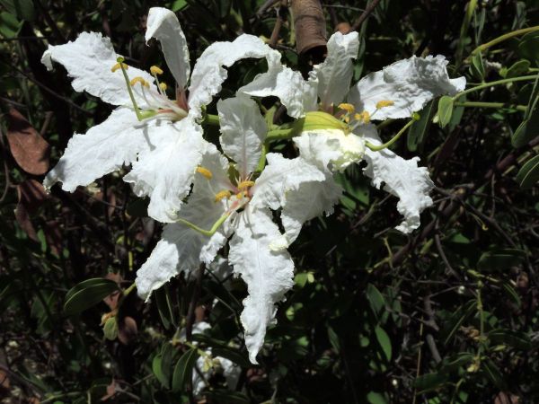 Bauhinia petersiana
Kalahari White Bauhinia (Eng)
Trefwoorden: Plant;Fabaceae;Bloem;wit