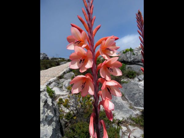 Watsonia tabularis
Table Mountain Watsonia (Eng)
Trefwoorden: Plant;Iridaceae;Bloem;roze;oranje