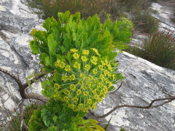 Notobubon galbanum
Blister Bush (Eng) Bergseldery (Afr)
Trefwoorden: Plant;Apiaceae;Bloem;groen
