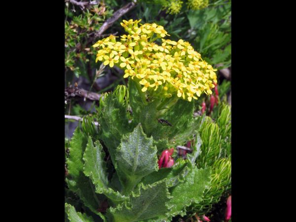 Senecio rigidus
Rough Ragwort (Eng)
Trefwoorden: Plant;Asteraceae;Bloem;geel