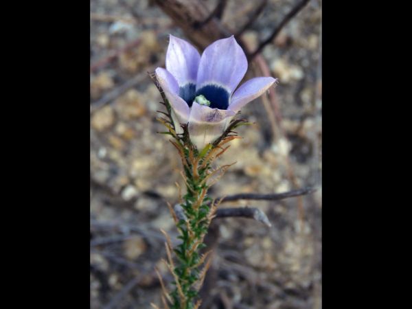 Roella ciliata
White-Eyed Roella (Eng)
Trefwoorden: Plant;Campanulaceae;Bloem;blauw
