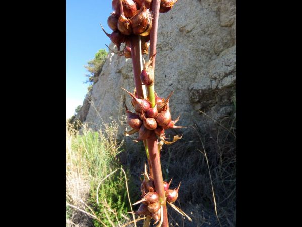 Watsonia tabularis
Table Mountain Watsonia (Eng)
Trefwoorden: Plant;Iridaceae;vrucht