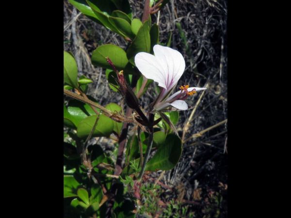Pelargonium myrrhifolium
Myrr Storksbill (Eng) Fynblaarmalva (Afr) 
Trefwoorden: Plant;Geraniaceae;Bloem;roze;wit