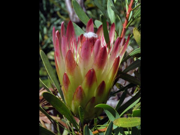 Protea repens
Real Sugarbush (Eng)
Trefwoorden: Plant;Proteaceae;Bloem;rood;wit