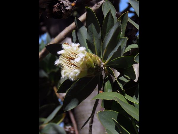 Protea subvestita
Lip-Flower Sugarbush (Eng) Lippeblomsuikerbos (Afr) 
Trefwoorden: Plant;Proteaceae;Bloem;wit;roze;rood