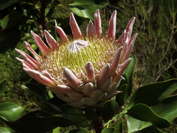 Protea cynaroides
King Protea (Eng) Koningsprotea (Afr)
Trefwoorden: Plant;Proteaceae;Bloem;roze