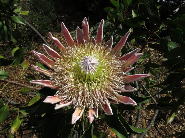 Protea cynaroides
King Protea (Eng) Koningsprotea (Afr) 
Trefwoorden: Plant;Proteaceae;Bloem;roze