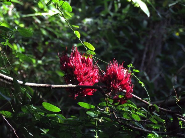 Schotia brachypetala
Weeping Boer-Bean (Eng) Huilboerboon (Afr) 
Trefwoorden: Plant;Fabaceae;Bloem;rood;Boom