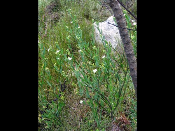 Montinia caryophyllacea
Wilde Cloe Bush (Eng) Bergklapper (Afr) - male flower
Trefwoorden: Plant;Montinaceae;Bloem;wit
