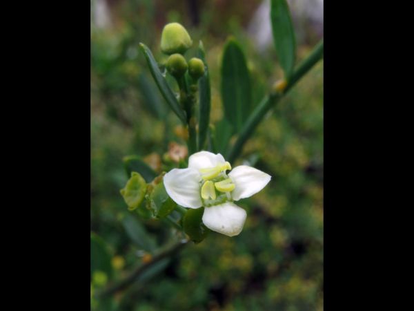 Montinia caryophyllacea
Wilde Cloe Bush (Eng) Bergklapper (Afr) - male flower
Trefwoorden: Plant;Montinaceae;Bloem;wit