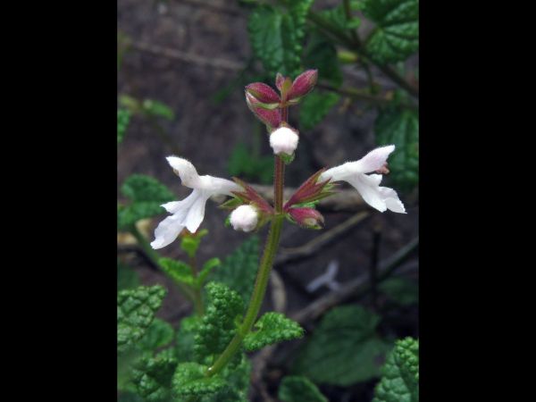 Stachys aethiopica
African Stachys (Eng) Katbossie (Afr) 
Trefwoorden: Plant;Lamiaceae;Bloem;wit