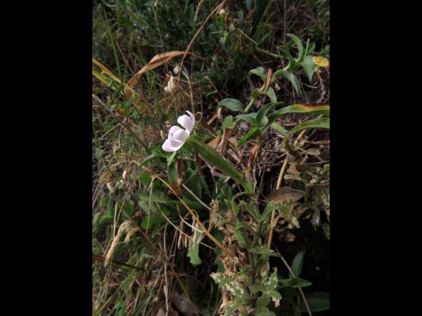 Silene undulata
Wild Tobacco (Eng) Wildetabak (Afr) 
Trefwoorden: Plant;Caryophyllaceae;Bloem;wit