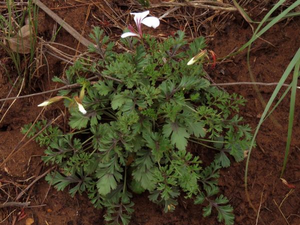 Pelargonium myrrhifolium var. Myrrhifolium
Myrr Storksbill (Eng) Fynblaarmalva (Afr) 
Trefwoorden: Plant;Geraniaceae;Bloem;roze;wit