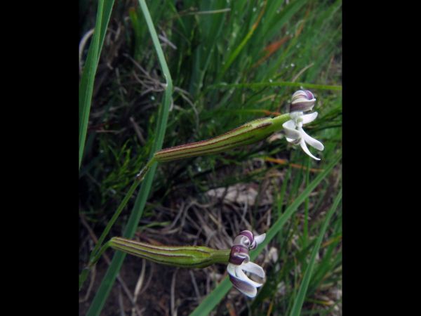 Silene pilosellifolia
Gunpowder Plant (Eng) Kruitbossie (Afr) 
Trefwoorden: Plant;Caryophyllaceae;Bloem;wit