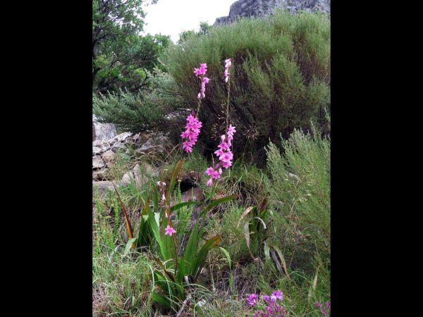 Watsonia coccinea
Red Watsonia (Eng) Waspypie (Afr)
Trefwoorden: Plant;Iridaceae;Bloem;roze