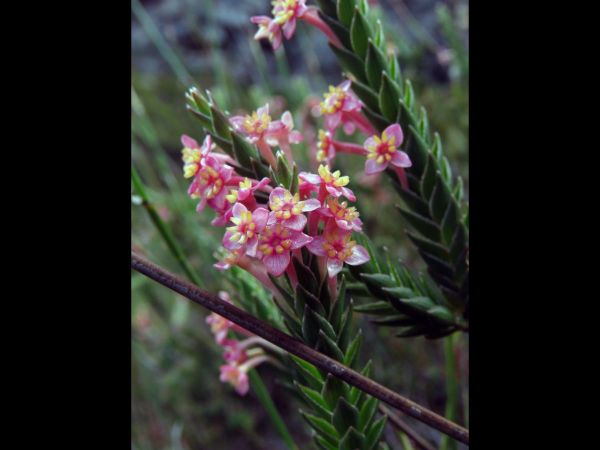 Struthiola ciliata
Whip-Stemmed Featherhead (Eng) Kalstertjie (Afr) - pink type
Trefwoorden: Plant;Thymelaeaceae;Bloem;roze