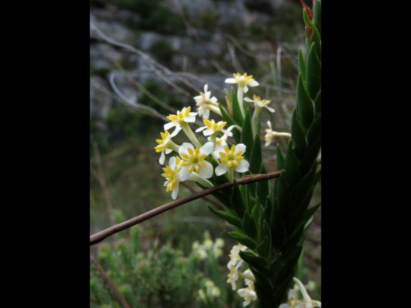 Struthiola ciliata
Whip-Stemmed Featherhead (Eng) Kalstertjie (Afr) - Yellow type
Trefwoorden: Plant;Thymelaeaceae;Bloem;geel
