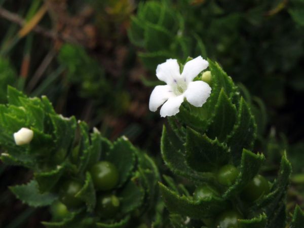 Oftia africana
Mountain Lazybush (Eng) Sukkelbossie (Afr)
Trefwoorden: Plant;Scrophulariaceae;Bloem;wit