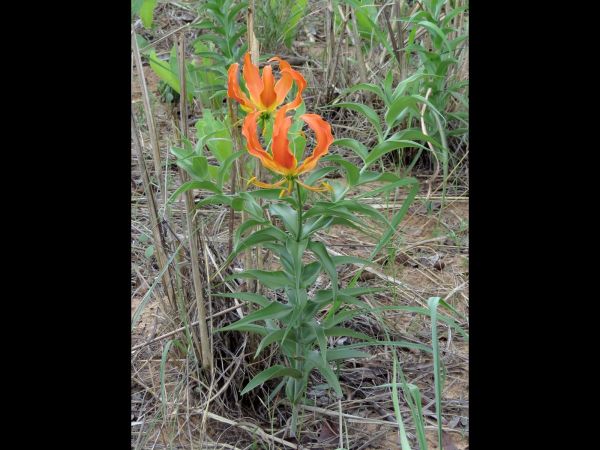Gloriosa superba
Flame Lily (Eng)
Trefwoorden: Plant;Colchicaceae;Bloem;groen;geel;oranje;rood